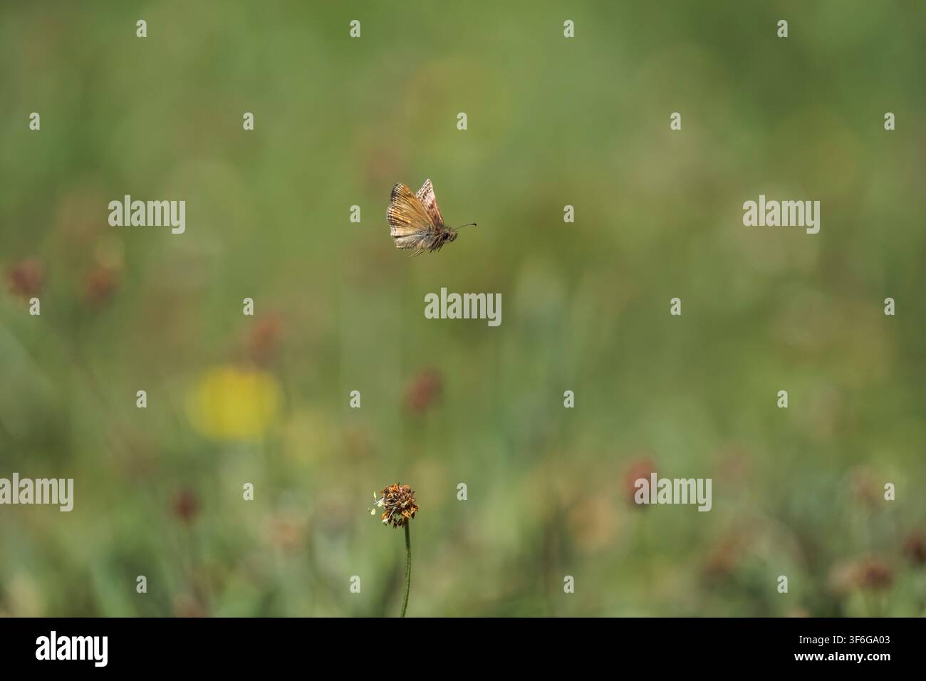 Skipper sporco Erynnis tages, un singolo farfalla che vola lungo il bordo di un prato, Nottinghamshire, Regno Unito, maggio Foto Stock