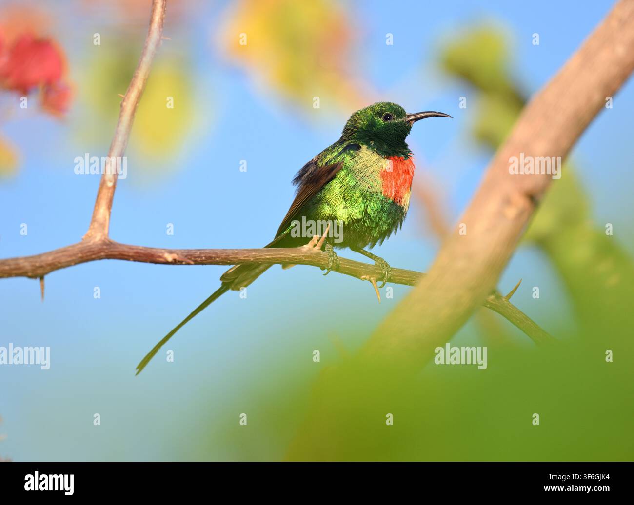 Bellissimo uccello del sole - Cinnyris pulchellus Foto Stock
