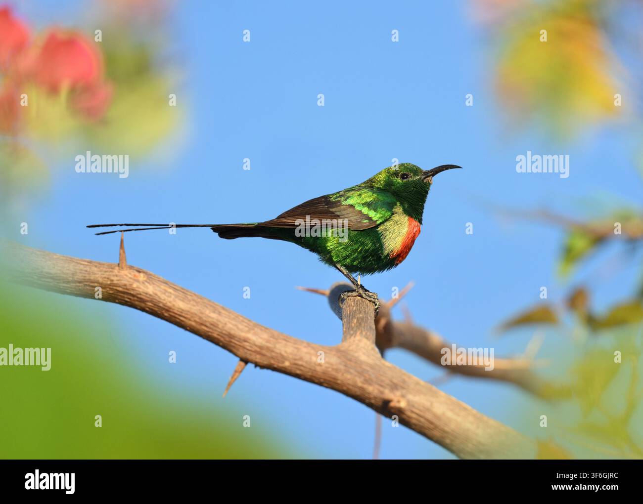 Bellissimo uccello del sole - Cinnyris pulchellus Foto Stock