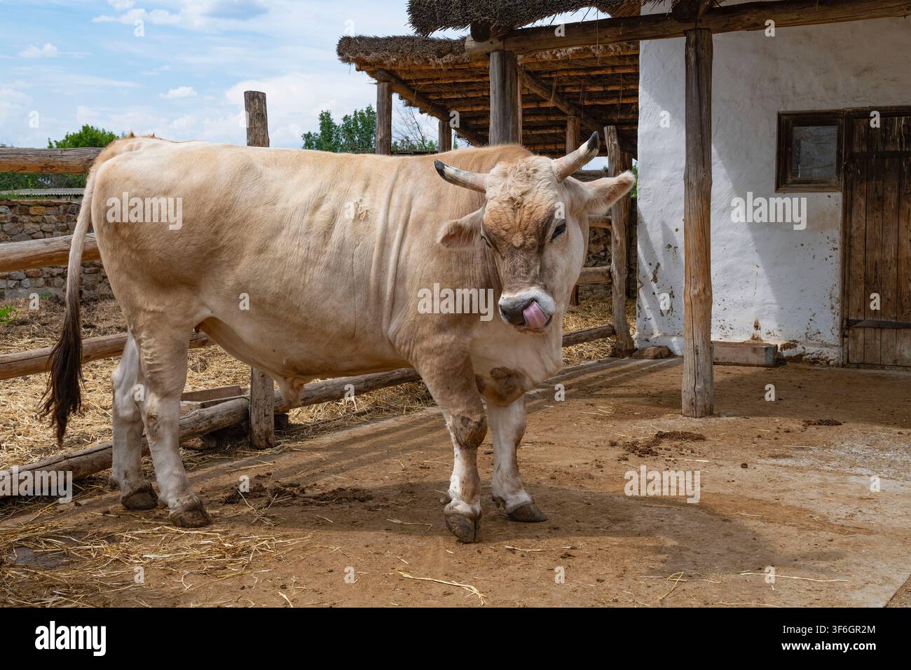 Un giovane toro in una fattoria. Villaggio di Kruzhilinskii, regione di Rostov Foto Stock