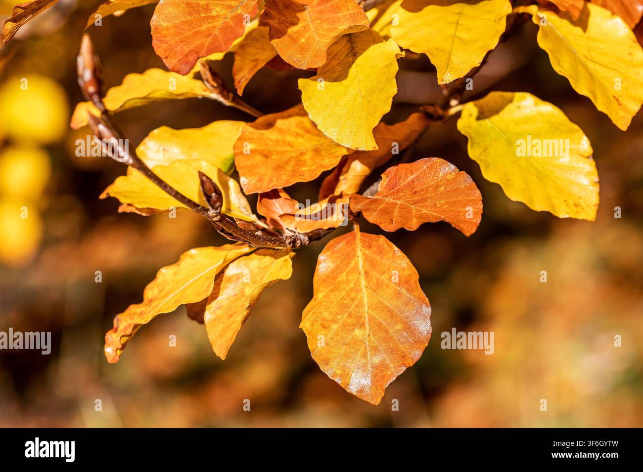 Primo piano di foglie di faggio europeo (Fagus sylvatica) giallo oro e marrone rame su rami nella calda luce del sole autunnale. Cambiamento delle stagioni, Autunno, Fall Foto Stock