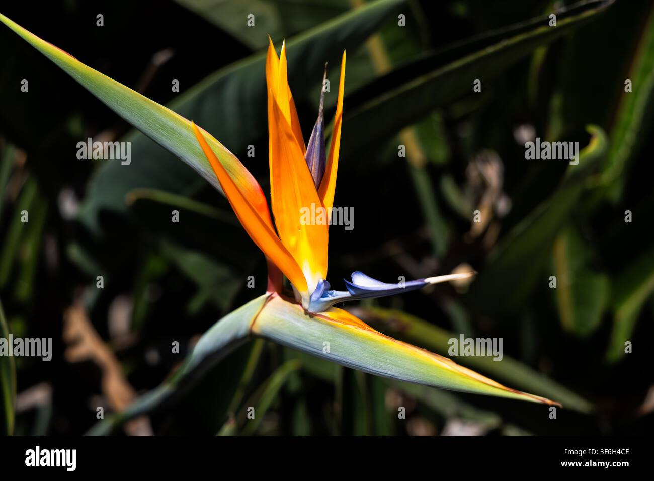 Una vista ravvicinata di un fiore di Strelitzia reginae che mette in mostra la sua forma unica simile a un uccello e la vivida colorazione su uno sfondo scuro Foto Stock