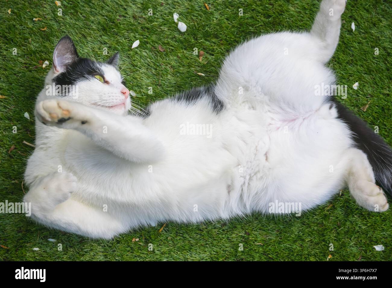 Un gatto bianco e nero giace giocosamente sul dorso sull'erba verde Foto Stock