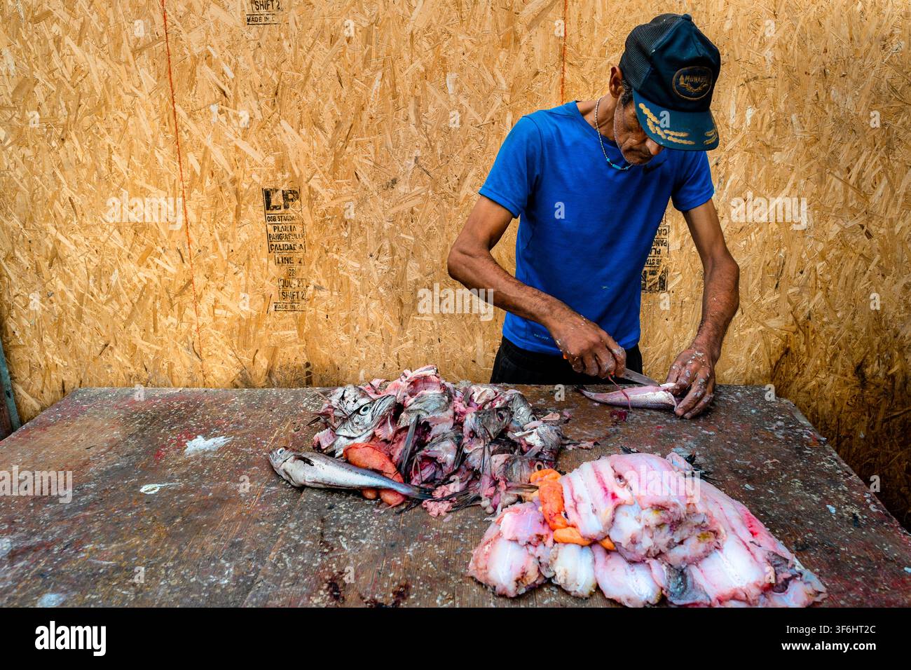 Una filetatrice cilena pulisce e fileta pesci appena catturati a Caleta Portales, un porto di pesca artigianale a Valparaíso, Cile. Foto Stock