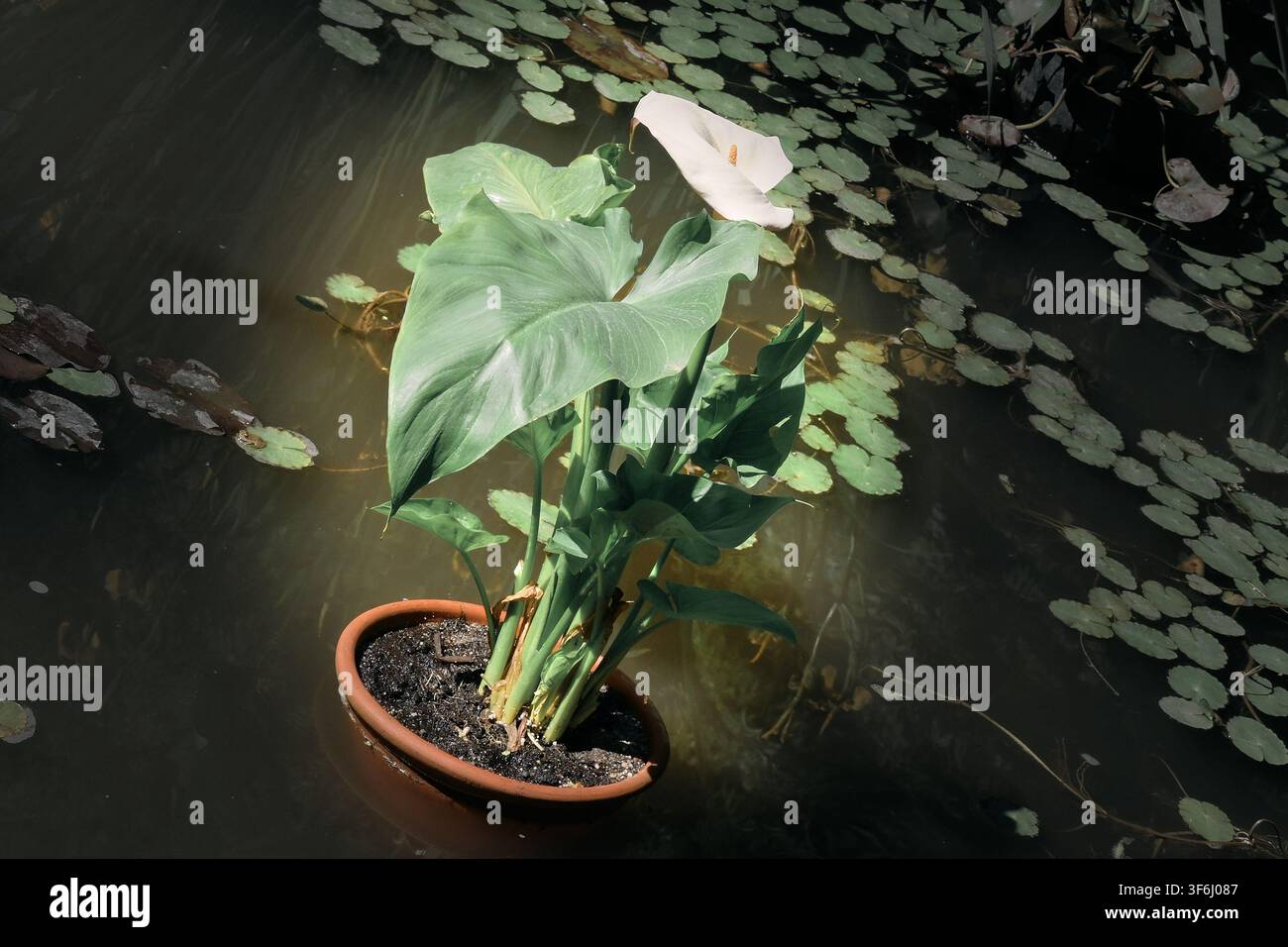 Zantedeschia aethiopica, Calla lily nel Royal Garden Botanico di Madrid, Spagna Foto Stock