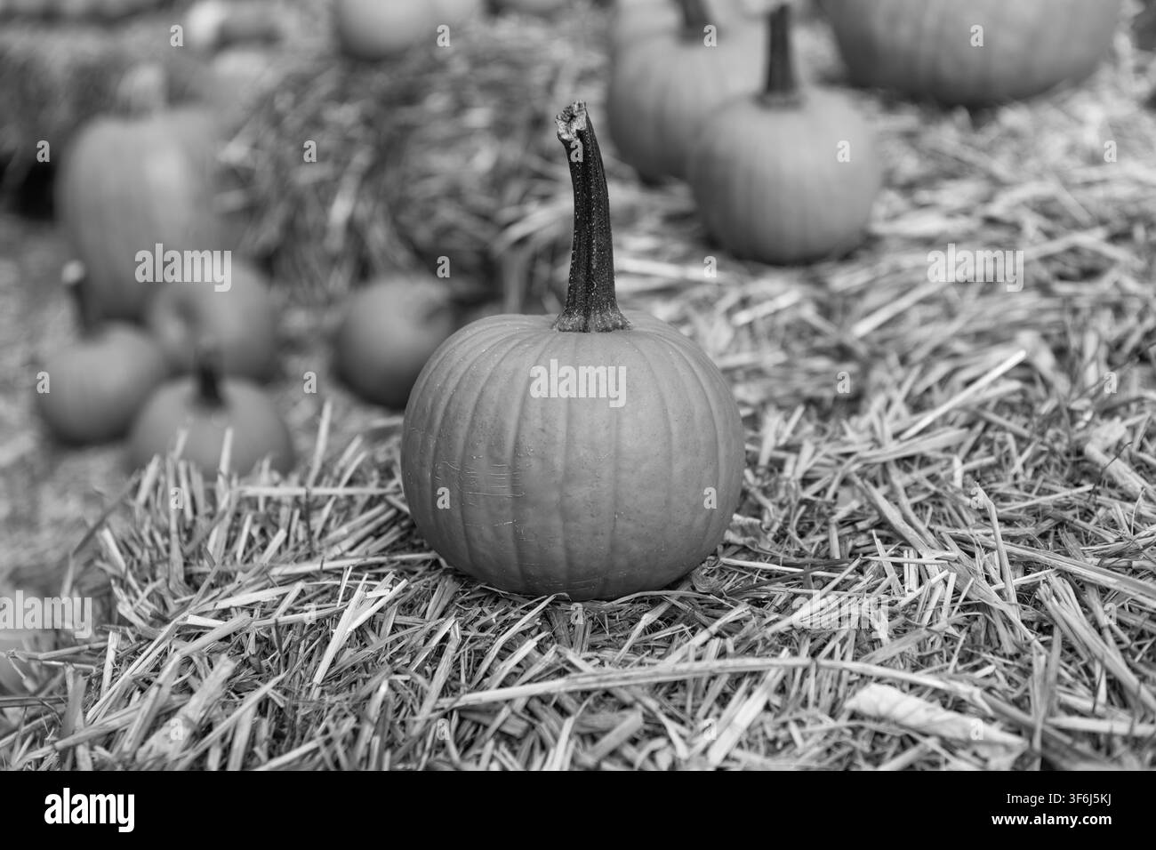 Trucco o dolcetto. Festeggia tutte le vacanze Hallows. Decorazioni "All Hallows". Ottobre 31. Zucca di Halloween sul fieno. Buon Halloween. Raccolta della zucca in Foto Stock