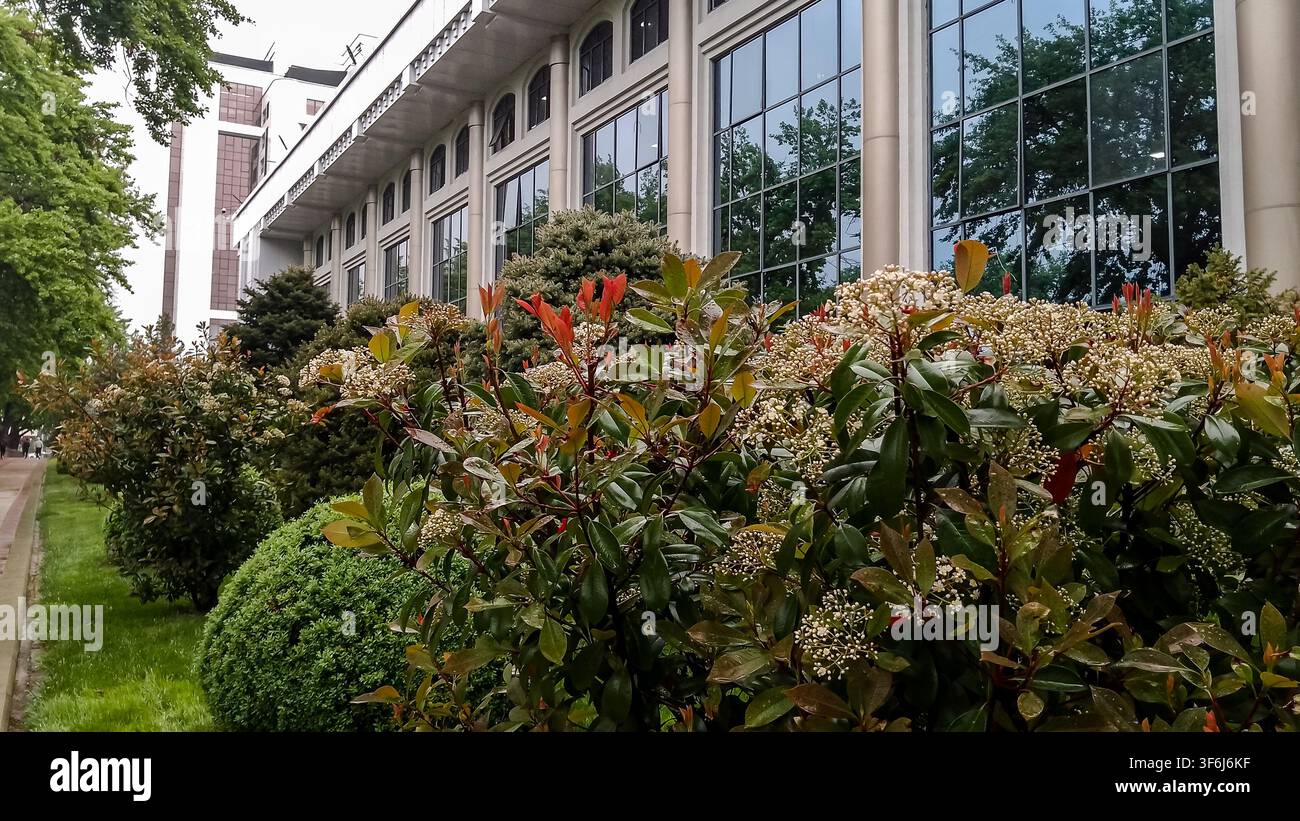 Tashkent, Uzbekistan – 07 aprile 2026 – Arbusti bianchi in fiore costeggiano il marciapiede accanto a un edificio creando un ambiente verde strutturato. Foto Stock