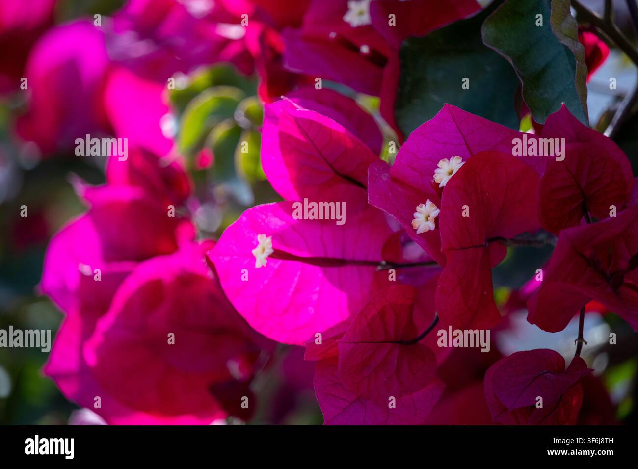 Prima piano di brattee di bougainvillea magenta vivaci con piccoli fiori bianchi retro illuminate da una luce calda del sole su uno sfondo verde morbido Foto Stock