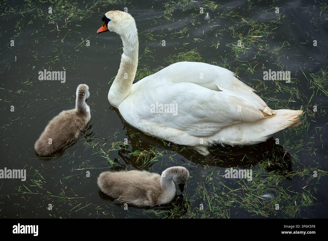 Un cigno muto adulto nuota con due piccoli cignetti grigi e paffuti in acqua scura disseminata di erbe acquatiche Foto Stock