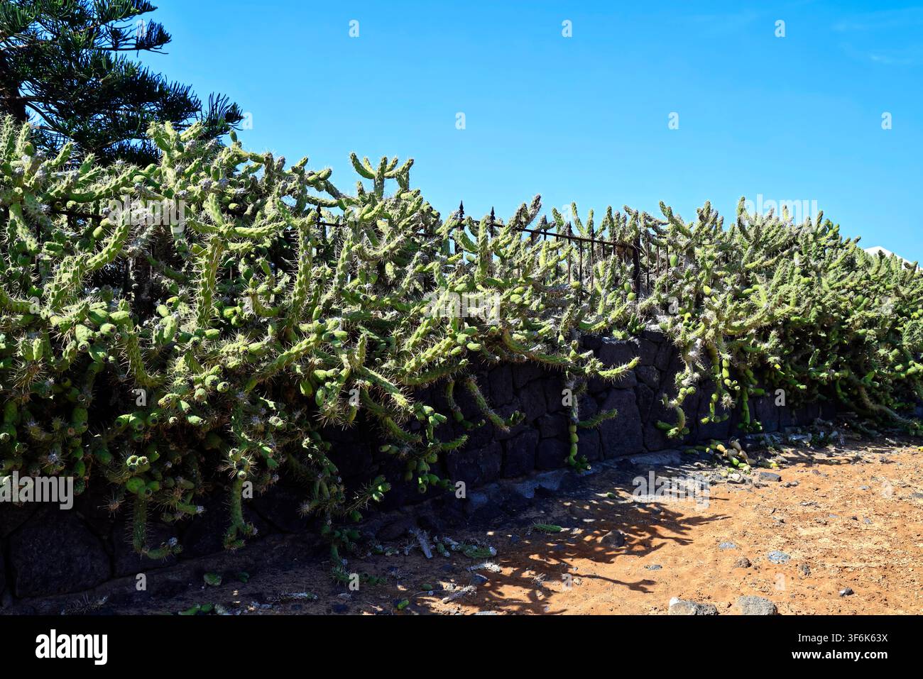Cactus dall'aspetto vizioso copertura difensiva e recinzione, Lanzarote, Isole Canarie, Spagna, UE Foto Stock