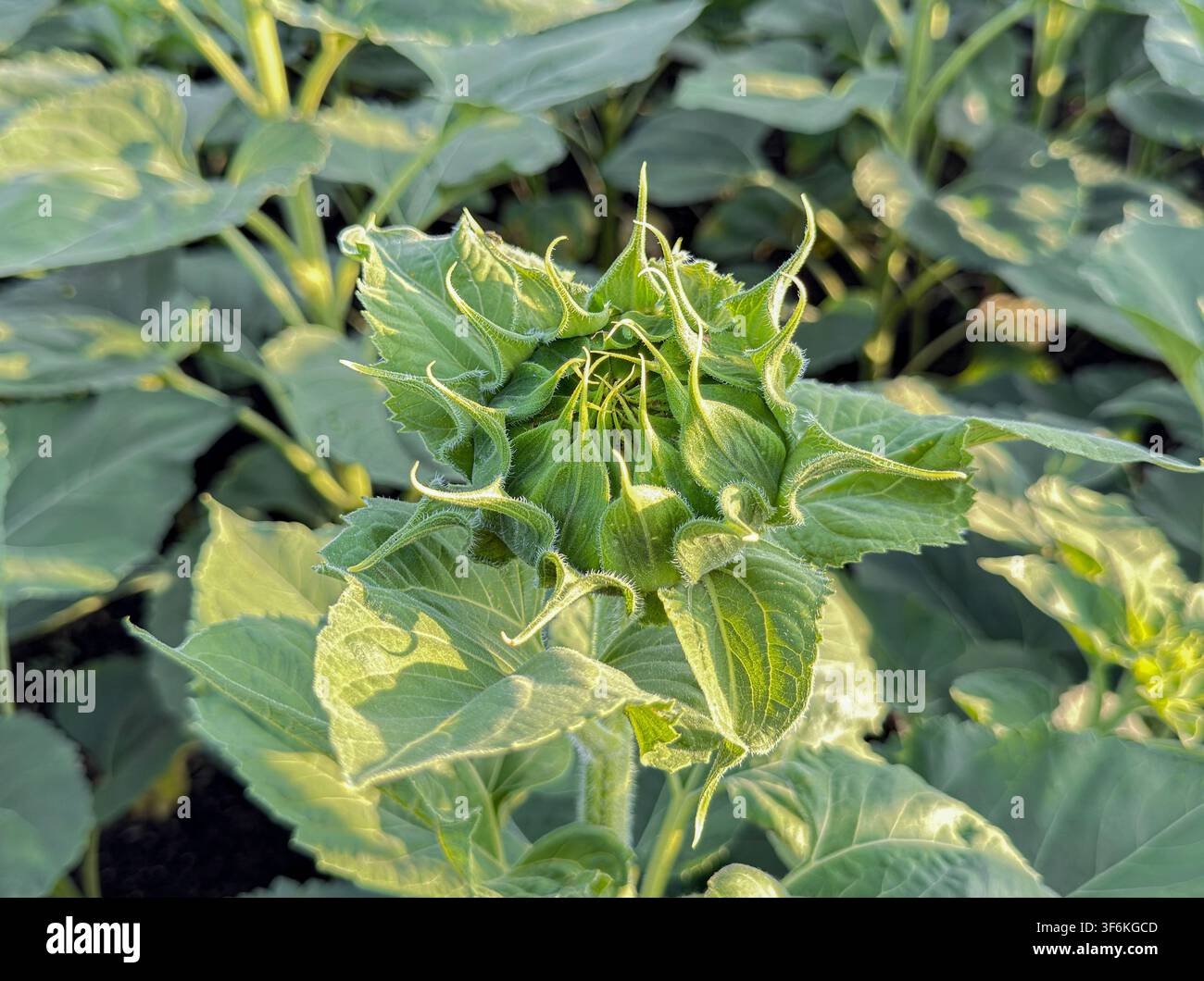 Giovane bocciolo di girasole in campo agricolo. Stadio di crescita precoce, agricoltura sostenibile, sviluppo delle colture Foto Stock