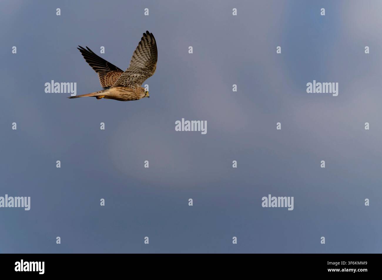 Falco comune (Falco tinnunculus) in posizione d'attacco mentre plana Foto Stock