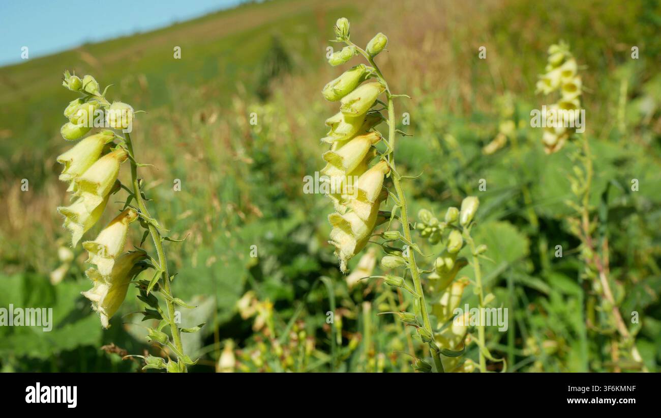 Digitalis grandiflora fiore giallo in fiore, eleganti picchi alti, bellissima prateria alpina illuminata dal sole Jeseniky Velky kotel estate Foto Stock