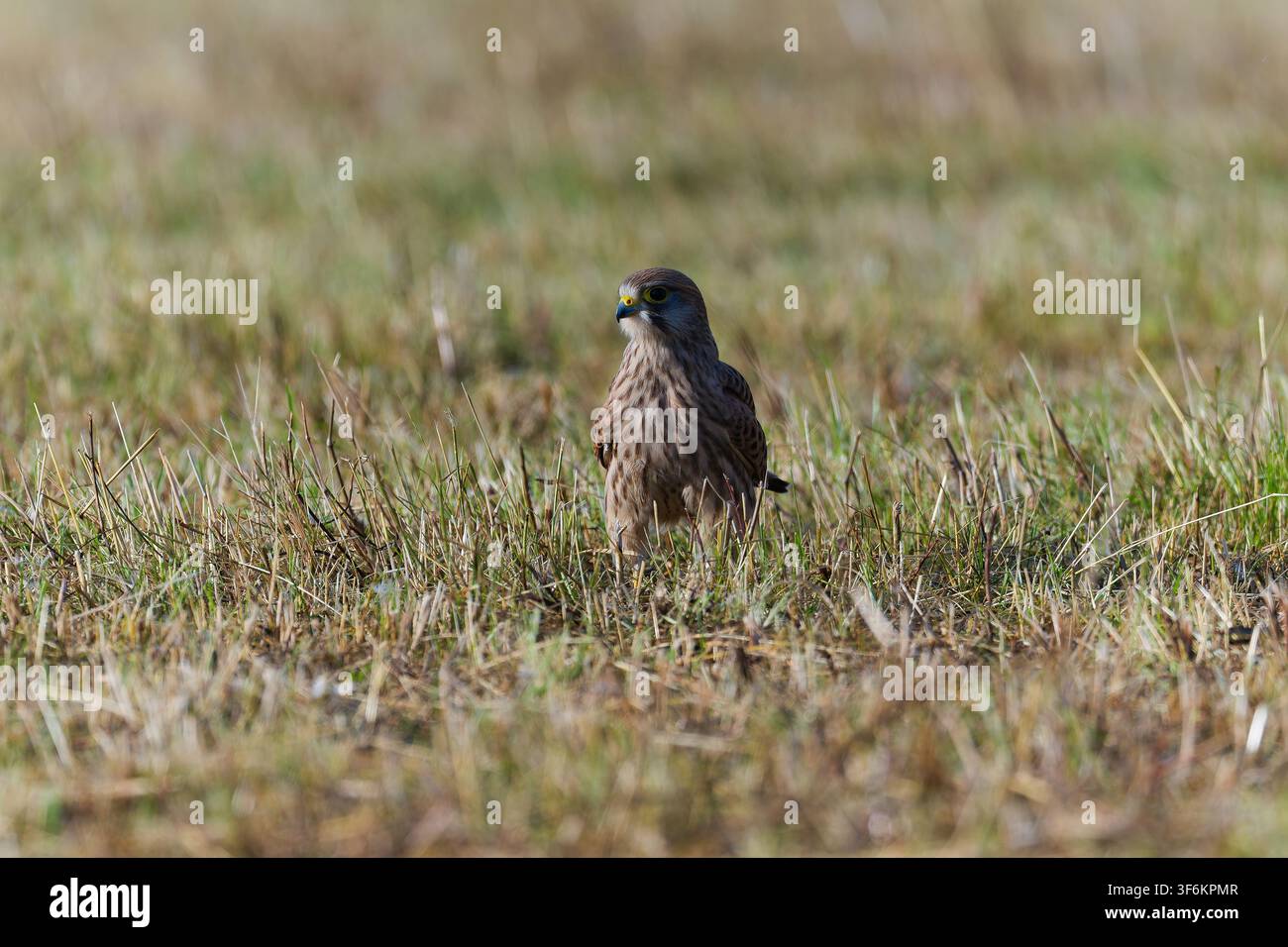 Maestoso a terra: Falco comune (Falco tinnunculus) in primo piano Foto Stock