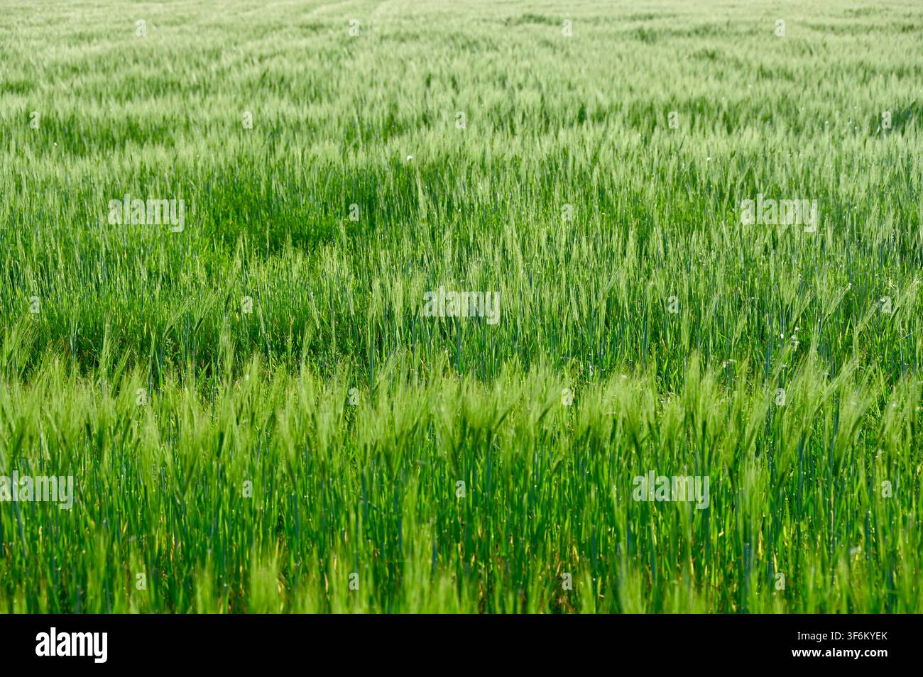 Una fotografia di paesaggio orizzontale di un campo rigoglioso e ampio di giovane frumento o orzo verde che ondeggia dolcemente nel vento. Foto Stock