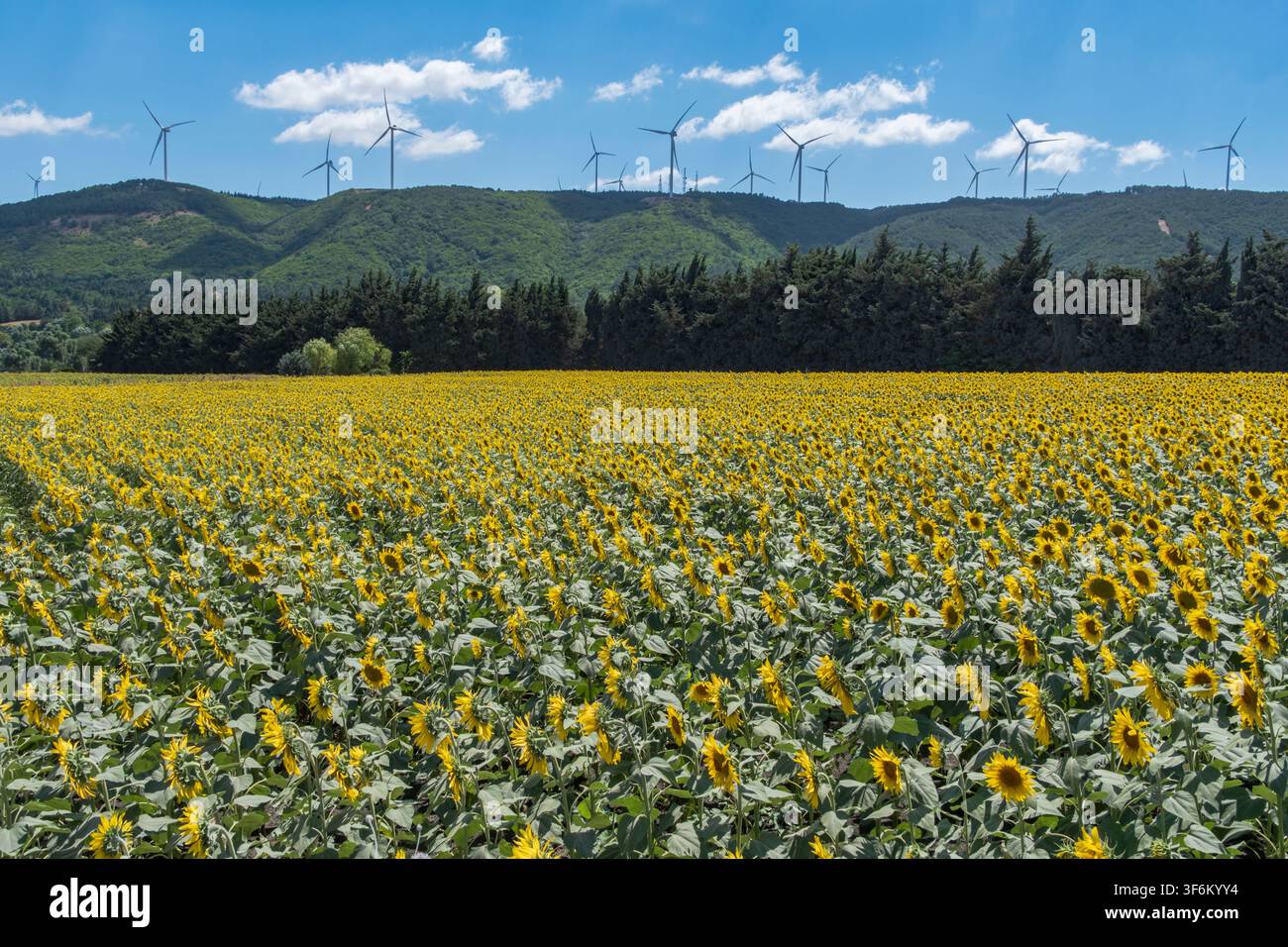 Turbine eoliche e campi di girasoli di Çatalca, Istanbul, Turchia Foto Stock