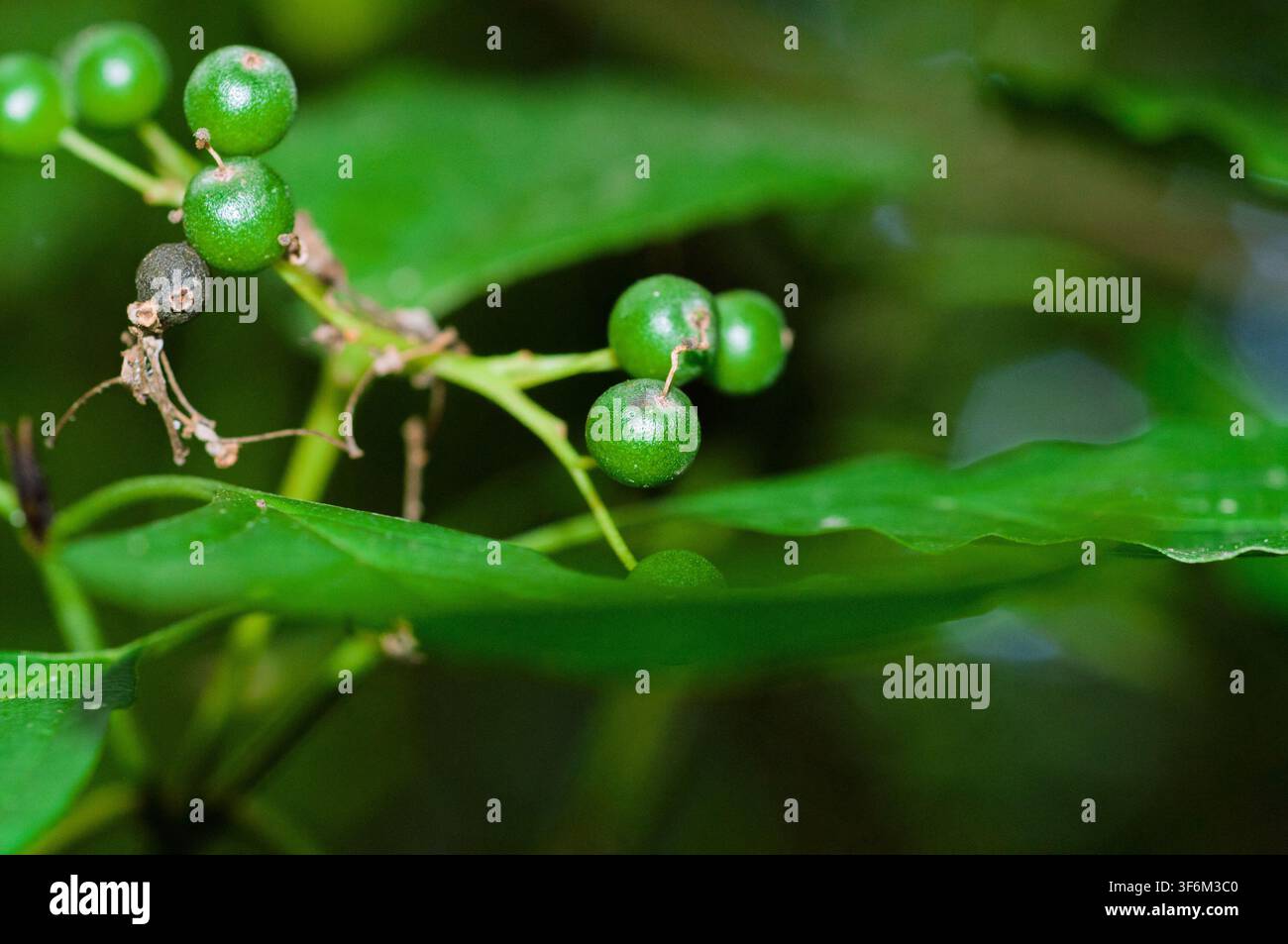 Una bacca verde e una bacca scura su uno stelo di pianta con foglie verdi. Foto Stock