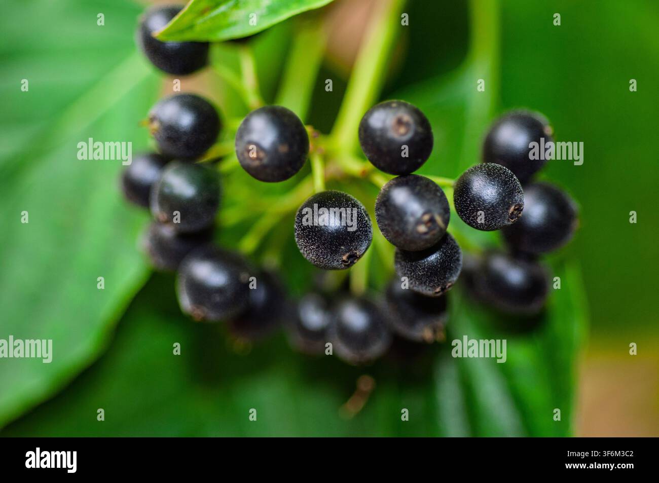 Un grappolo di piccole bacche nere ruvide su uno stelo verde. Foglie verdi sono visibili sullo sfondo. Bristol, Regno Unito Foto Stock