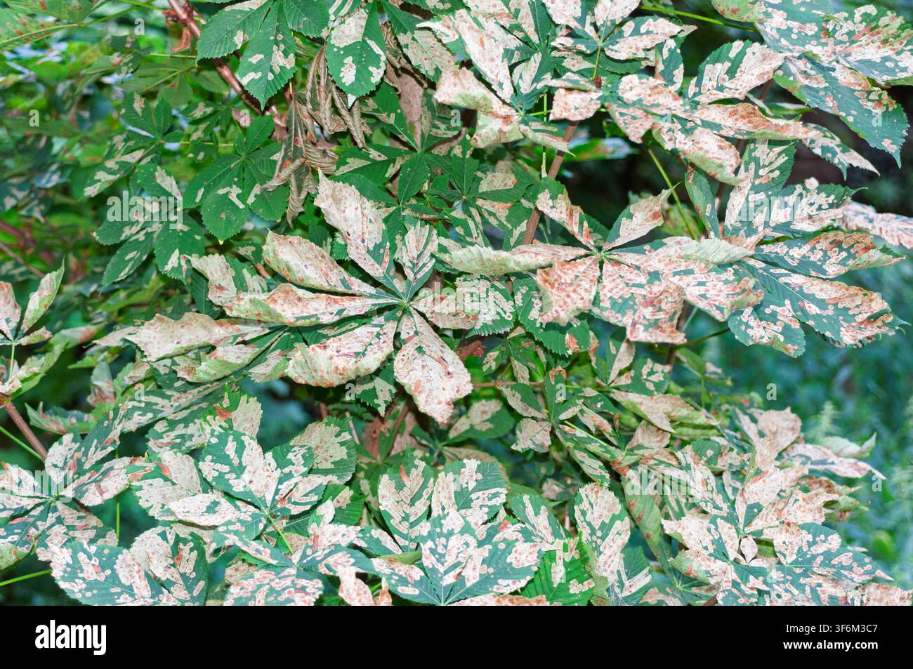 Le foglie di castano verde mostrano un motivo di macchie bianche e marroni. Alcune foglie sono arricciate. Bristol, Regno Unito Foto Stock