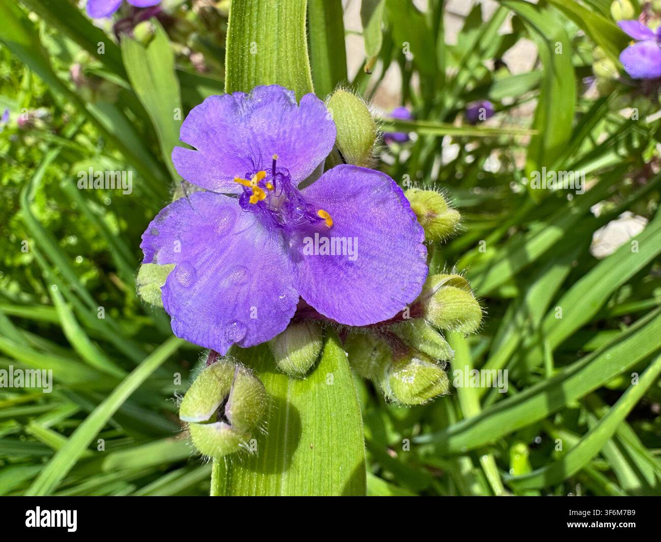Primo piano di una vibrante fioritura di Tradescantia virginiana viola nel giardino con gocce di rugiada mattutina su tre petali e gr Foto Stock