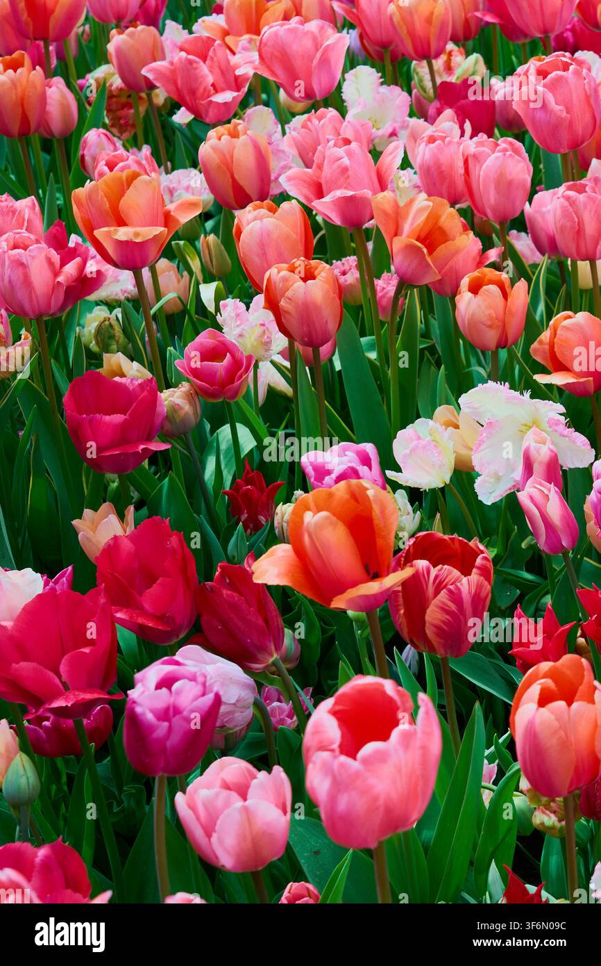 Campo di tulipani colorato in piena fioritura con fiori rosa, rossi e arancioni, giardino primaverile vivace Foto Stock
