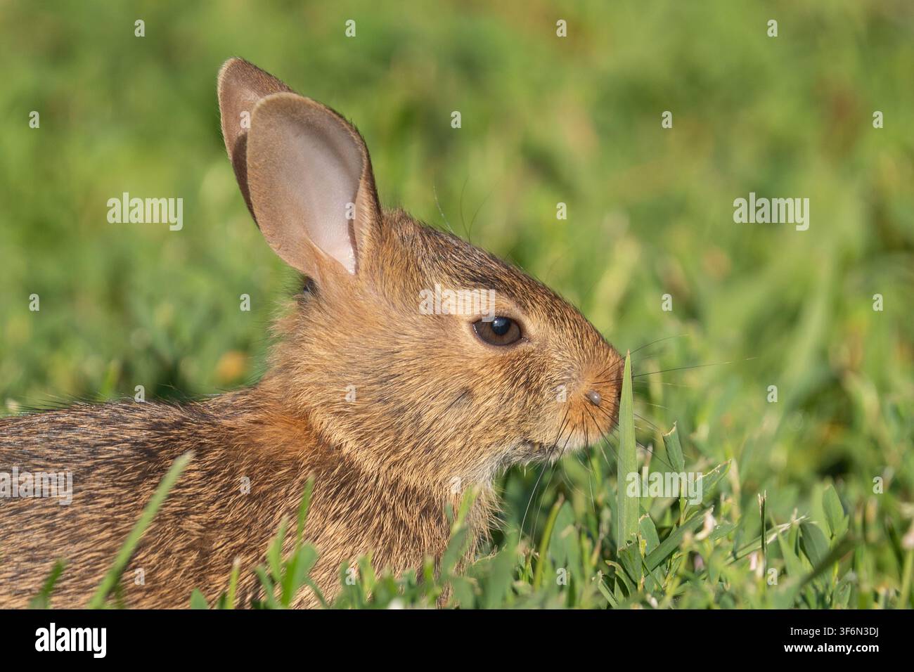 Primo piano di un coniglio selvatico orientale (Sylvilagus floridanus) con una zecca gonfia sul muso. Foto Stock