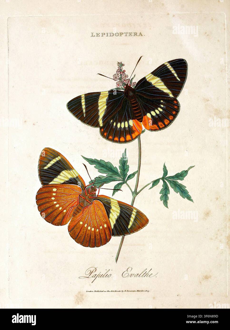 SEATTLE - 13 OTT. 2024 - Bella illustrazione scientifica vintage di due farfalle vibranti appoggiate su una pianta delicata in fiore, evidenziando l'e Foto Stock