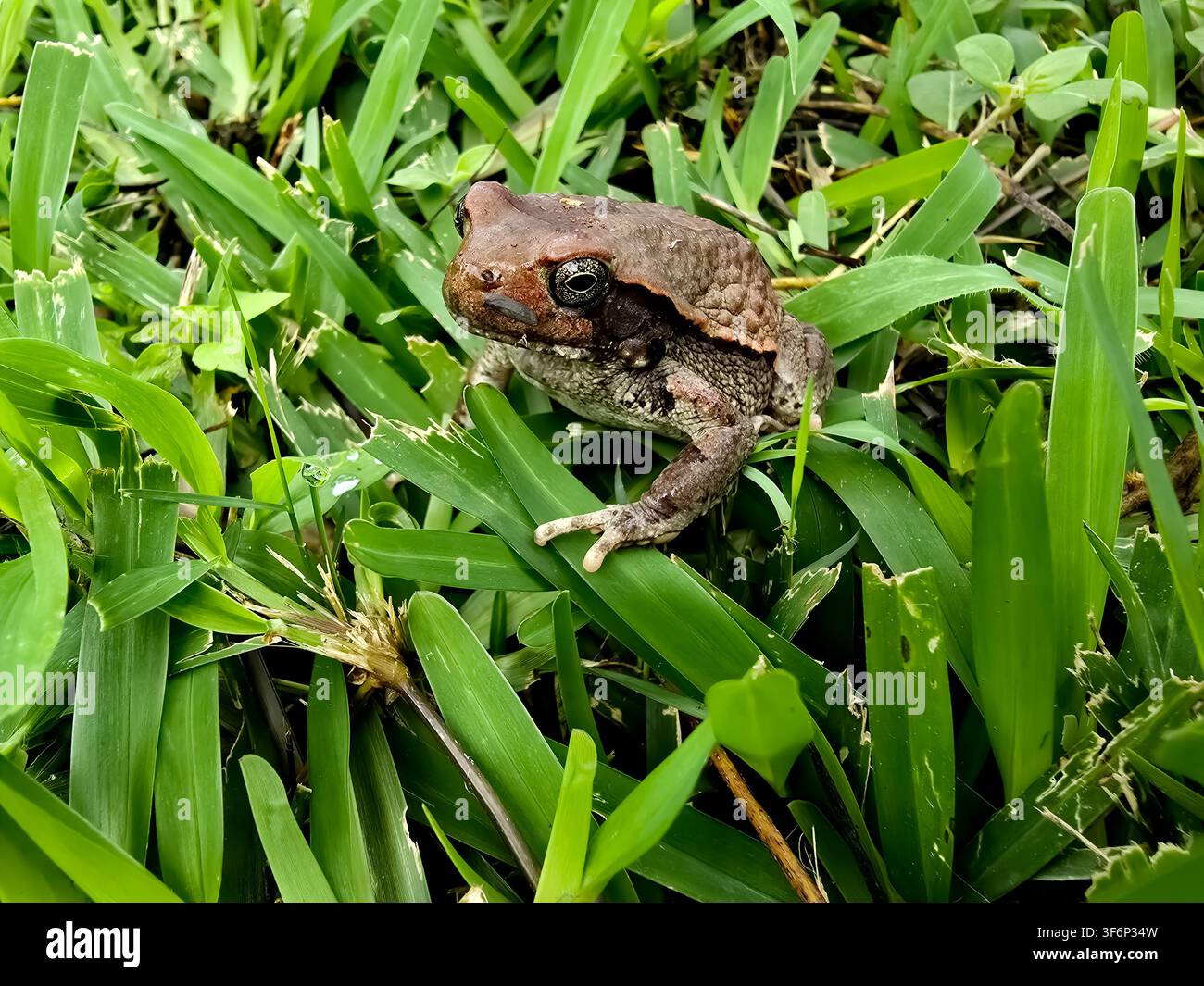 Un rospo dal dorso rosso, Schismaderma carens, che guarda verso la fotocamera e circondato da erba verde, nella nostra area di Ntabazinduna, nello Zimbabwe. Foto Stock