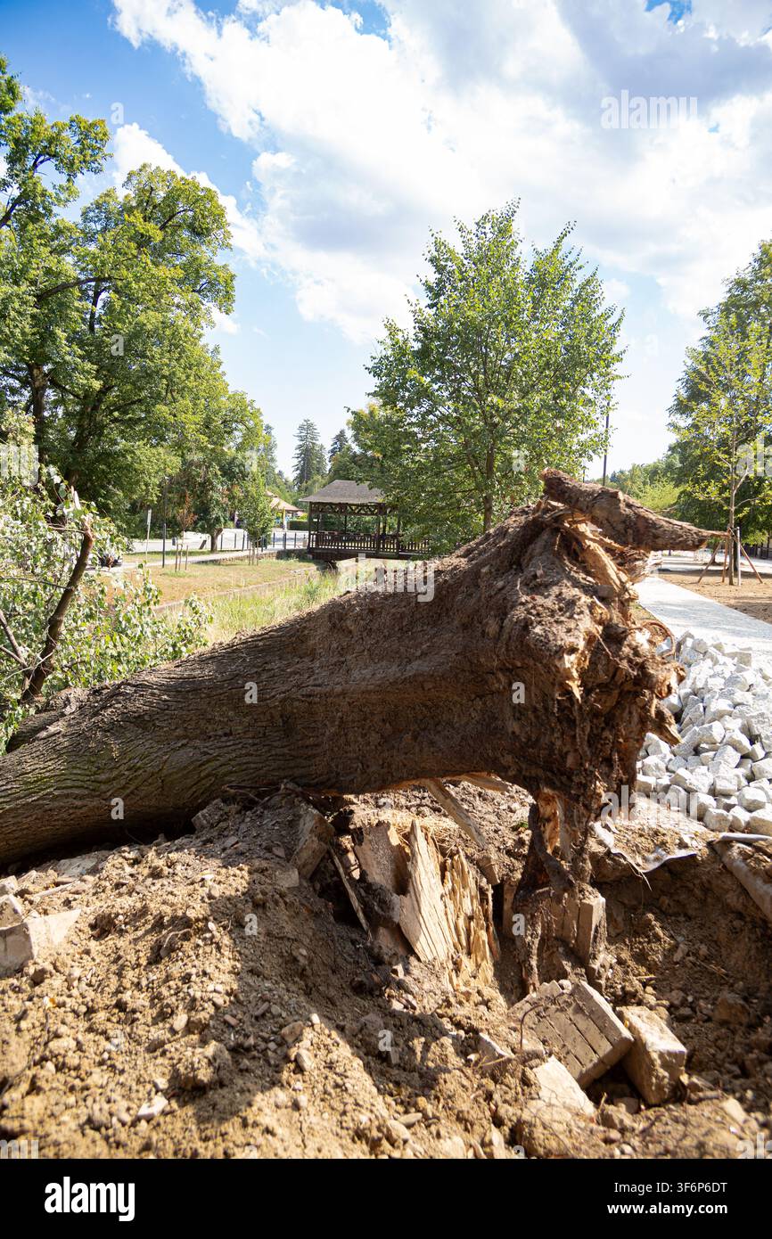 Primo piano di radici massicce di alberi sradicate esposte dopo una potente tempesta. Antico albero caduto strappato dal terreno da condizioni meteorologiche avverse e venti di tempesta Foto Stock