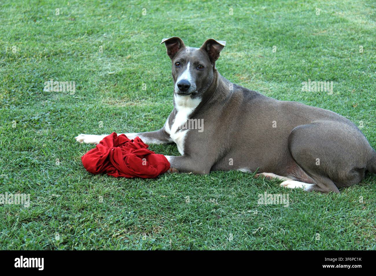 Tipsy, il nostro amato cane di soccorso della SPCA, grigio e bianco e pulito, sembra vigile ma birichino dopo aver cancellato la maglietta di mia moglie. Foto Stock