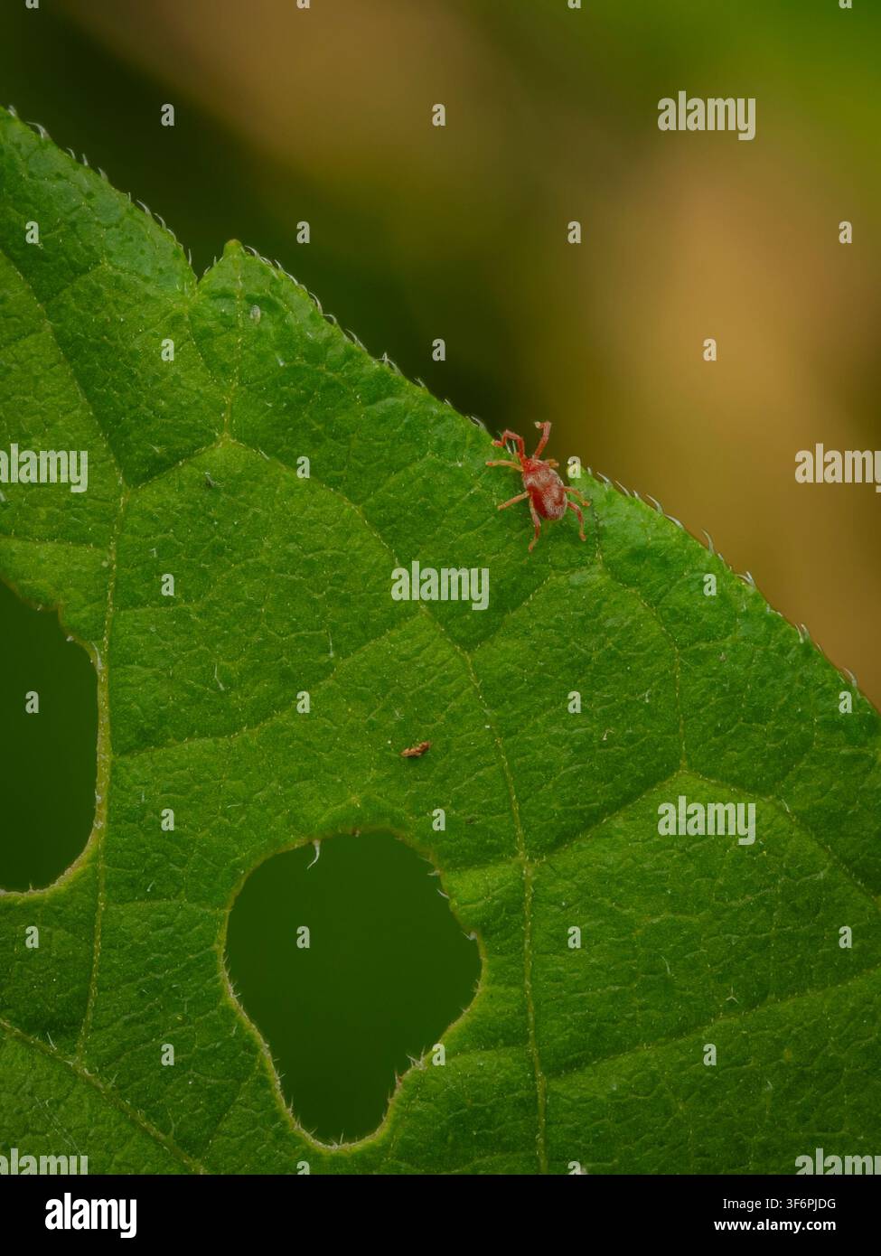 Macro close-up di un minuscolo acaro rosso che striscia sul bordo di una foglia verde e vivace, masticata in un giardino Foto Stock