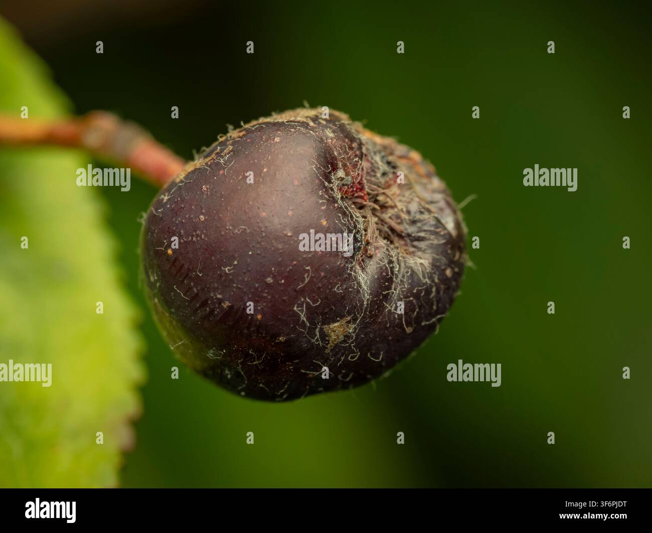 Macro close-up di un frutto selvatico scuro sovramaturo appeso a un ramo su uno sfondo verde sfocato che mostra la decadenza naturale Foto Stock