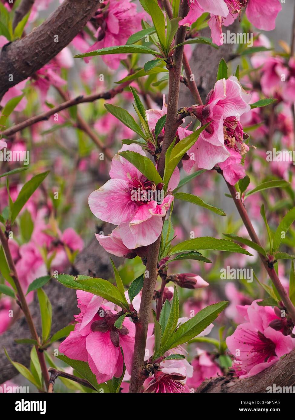 Vibranti fiori di pesco rosa (Prunus persica) in fiore sui rami del frutteto Foto Stock