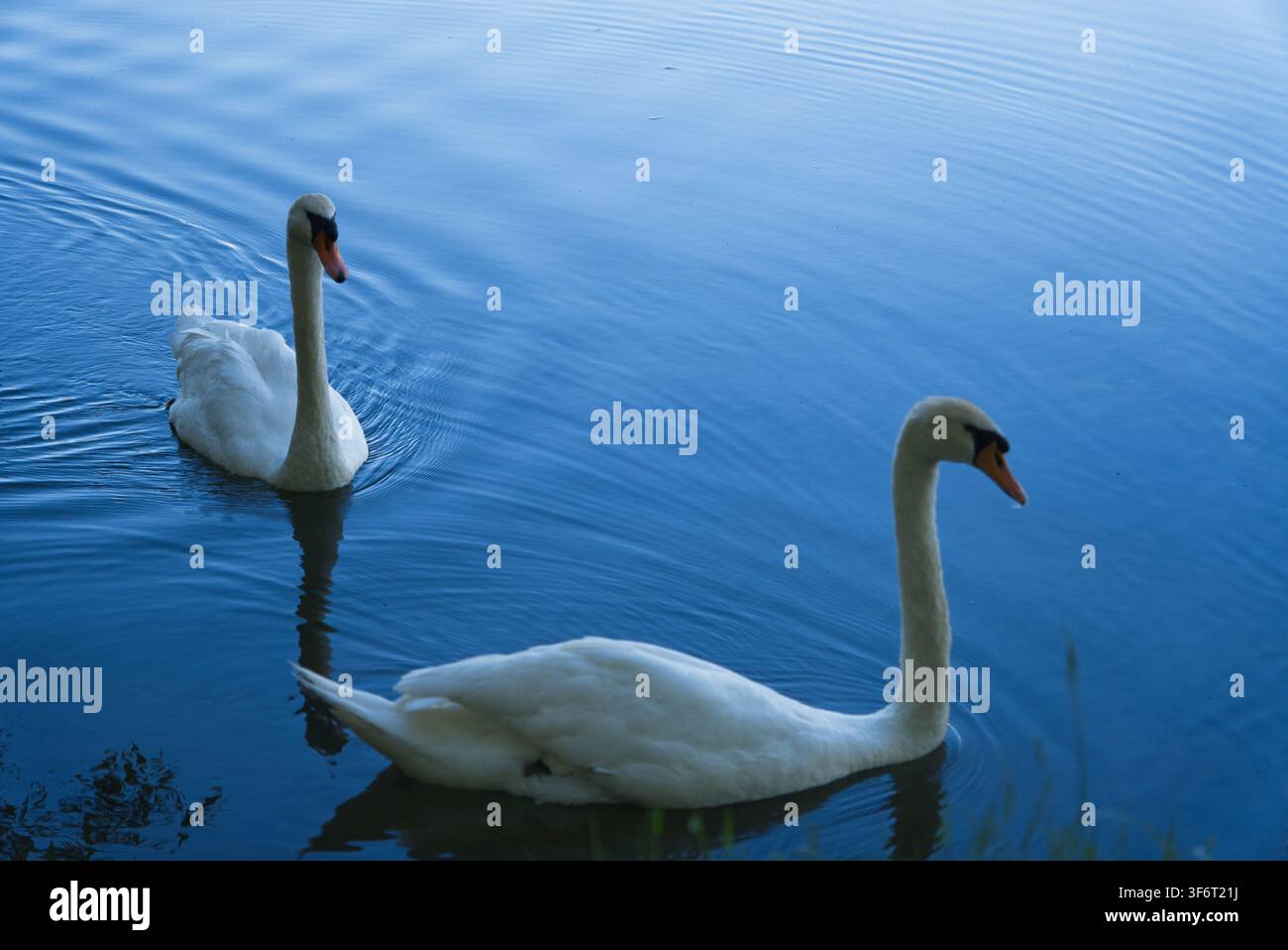 Due cigni bianchi che nuotano sull'acqua blu di uno stagno sereno. Foto Stock