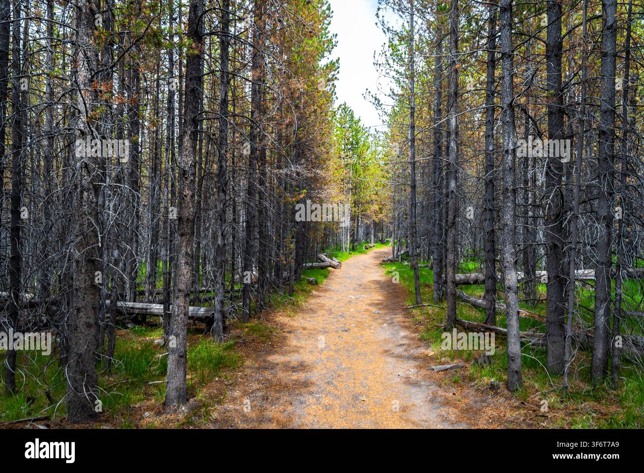 Sentiero escursionistico sabbioso si snoda attraverso un bosco di pini alti portando alle Fairy Falls nello Yellowstone National Park Foto Stock