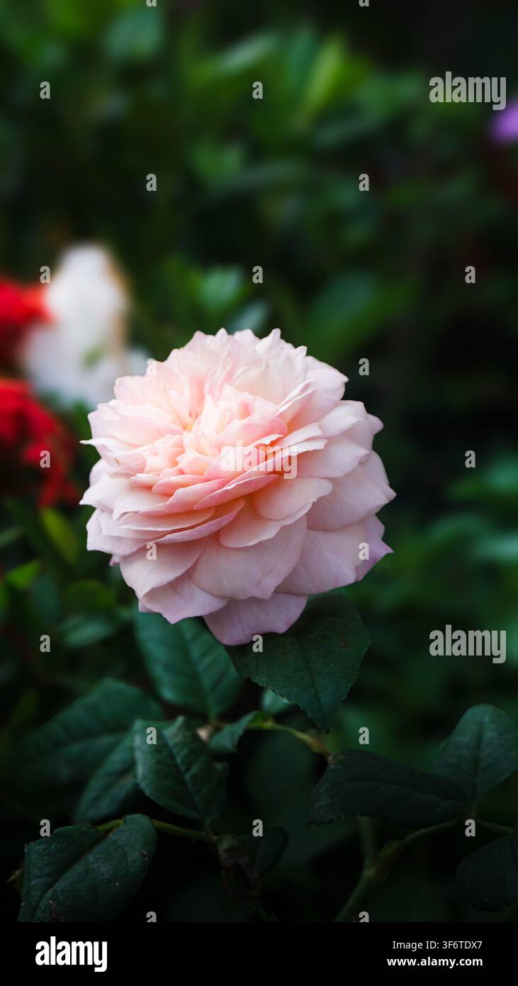Rosa soffice che sboccia con petali delicati. Foglie verdi incorniciano il fiore alla luce naturale. Lo sfondo accenna a ulteriori fioriture in morbida messa a fuoco. Colori gentili Foto Stock