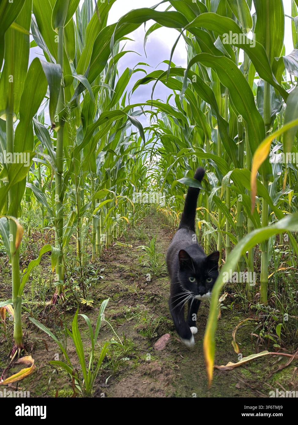 Gatto nero in smoking che cammina lungo un sentiero stretto tra alte piante di mais verdi in una giornata estiva. Paesaggio rurale naturale con scenario agricolo, fresco Foto Stock
