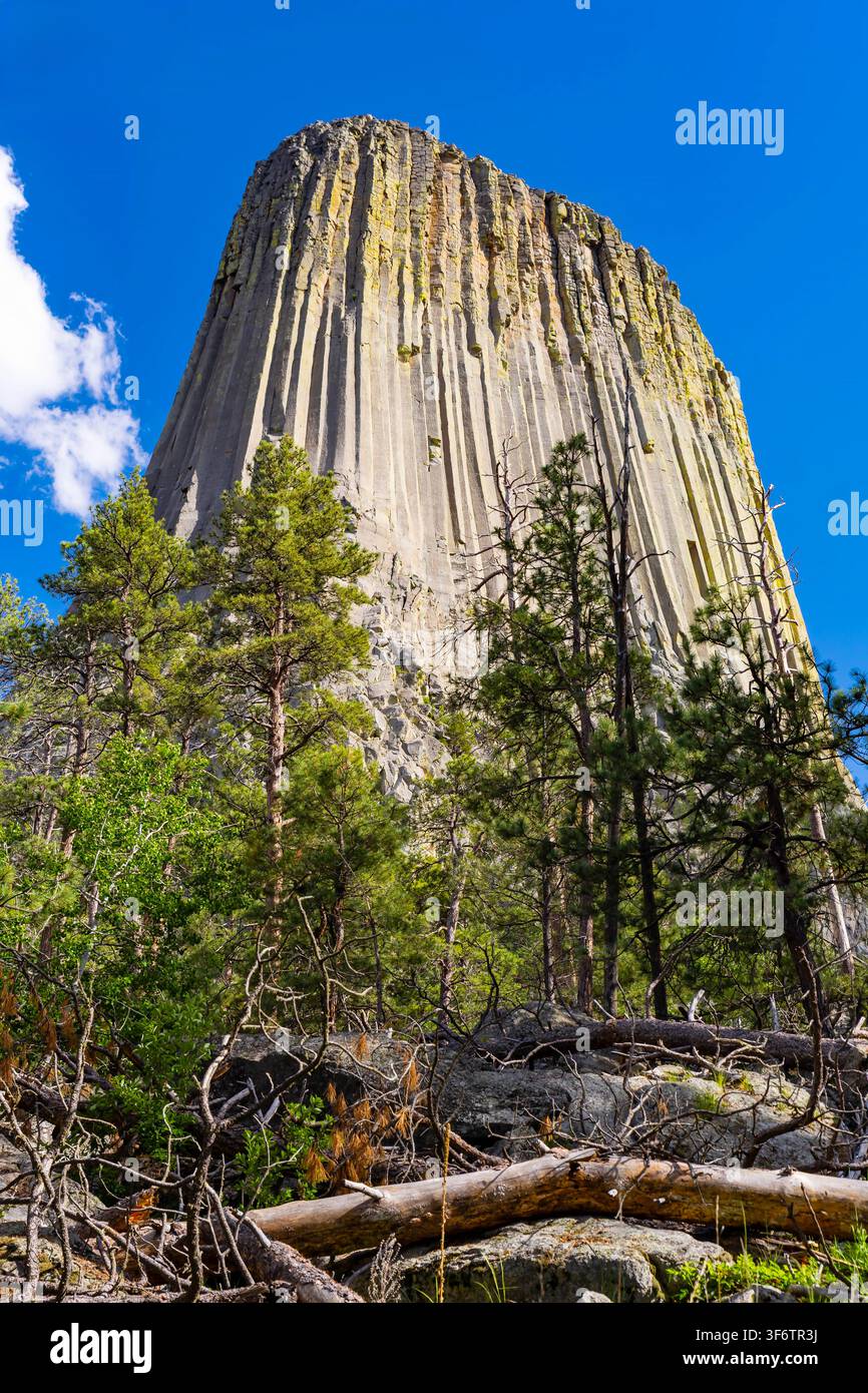 Vista ravvicinata del Monumento Nazionale di Devils Tower che si erge sopra la foresta circostante nel Wyoming Foto Stock