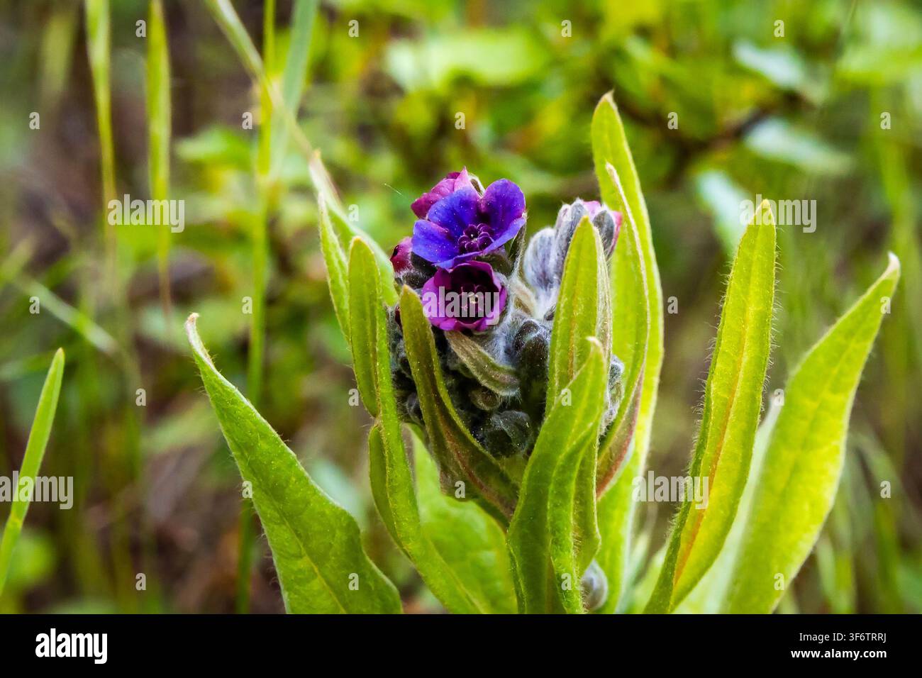Primo piano di una fiore selvatico lingua di cane che cresce in natura con fiori distintivi viola e blu Foto Stock