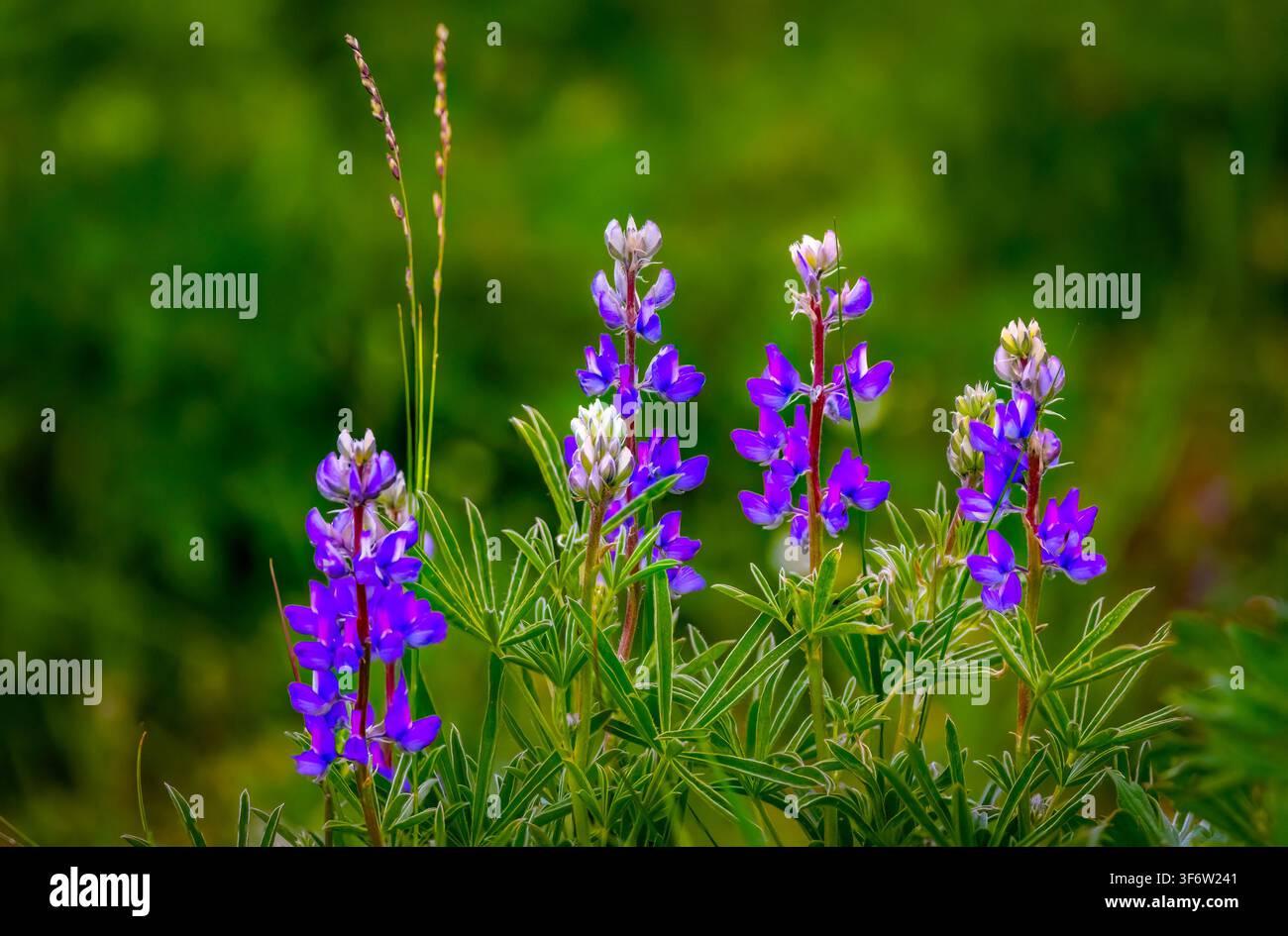 Fiori di lupino viola sbocciano in un prato con uno sfondo verde soffice nel Parco Nazionale di Yellowstone Foto Stock