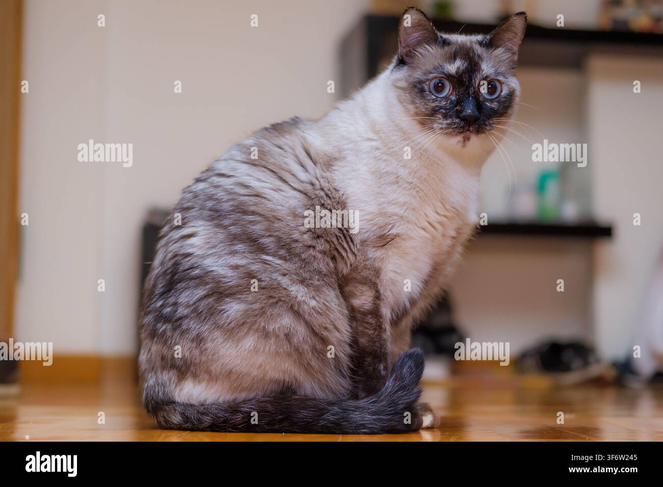 Gatto domestico con occhi azzurri seduto su un pavimento di legno all'interno Foto Stock