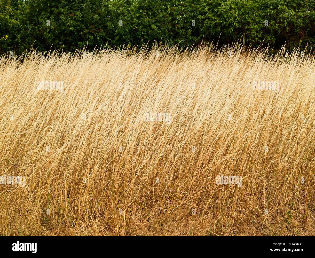 Erba di grano che ondeggia nel vento a Rutland Water, Inghilterra, in una calda giornata estiva. Foto Stock