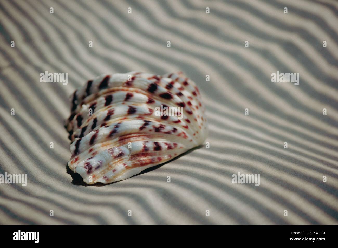 Chiusa bivalve striata su sfondo di sabbia ondulata con ombre lineari drammatiche Foto Stock