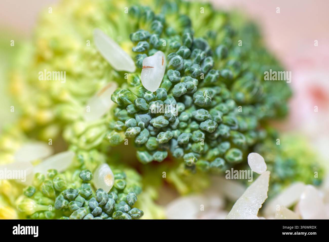 Colpo macro in primo piano che mostra la texture dettagliata delle cime di broccolo verde crudo combinate con grani di riso bianco su una superficie chiara. Foto Stock