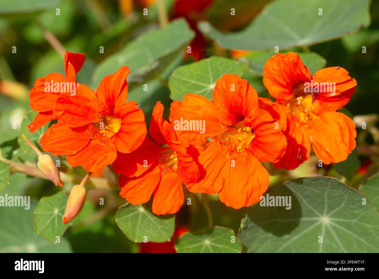 Fiori vibranti di Nasturzio (Tropaeolum majus) in fiore con foglie a forma di scudo Foto Stock