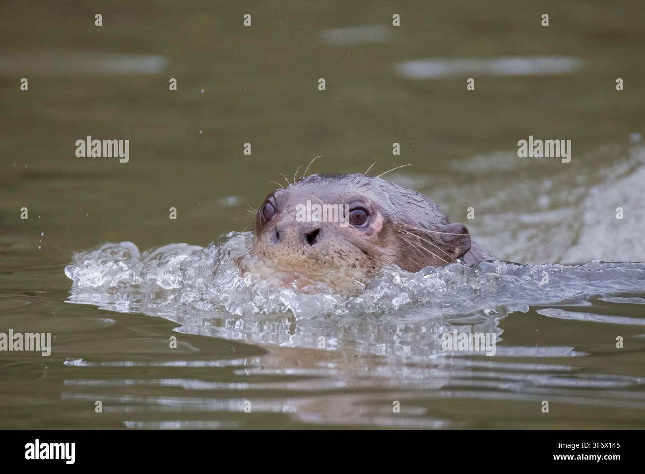 Lontra gigante Rio Claro Pantanlal Brasile Foto Stock