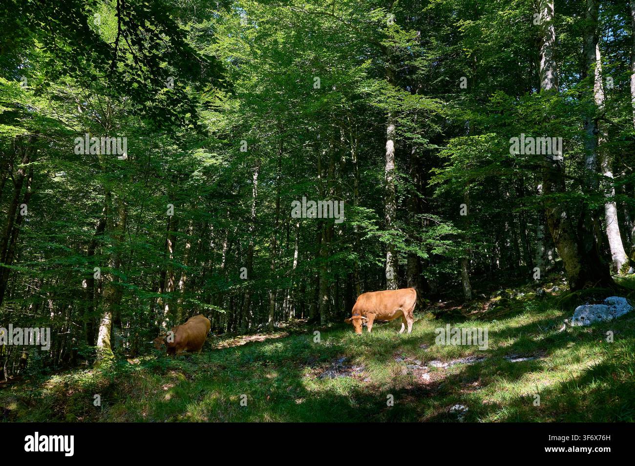 Due mucche marroni pascolano tranquillamente su un pendio erboso illuminato dal sole all'interno di una fitta foresta verde, mostrando il bestiame in un ambiente naturale boscoso Foto Stock