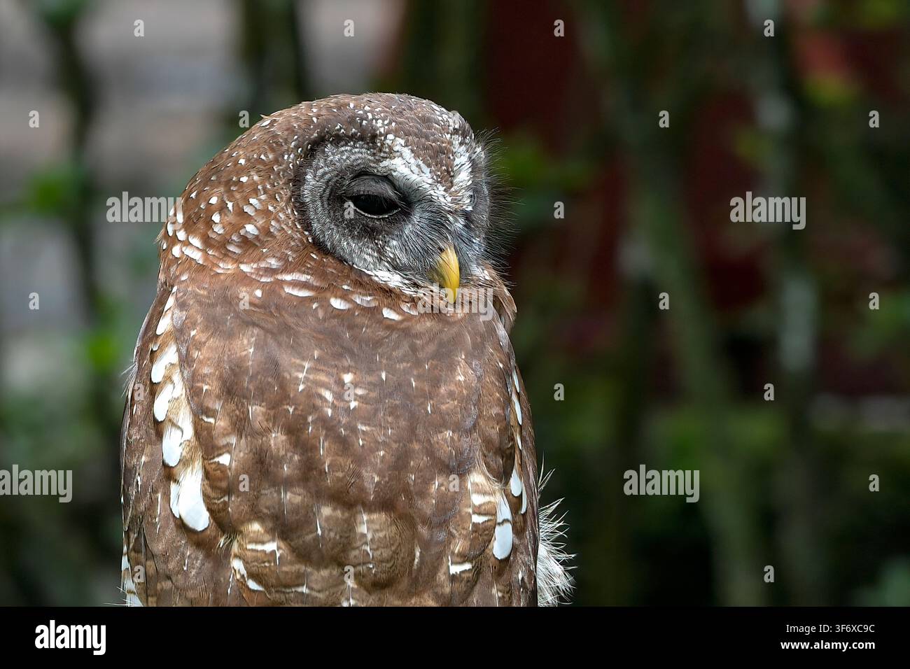 Gufo marrone maculato addormentato con gli occhi chiusi Foto Stock