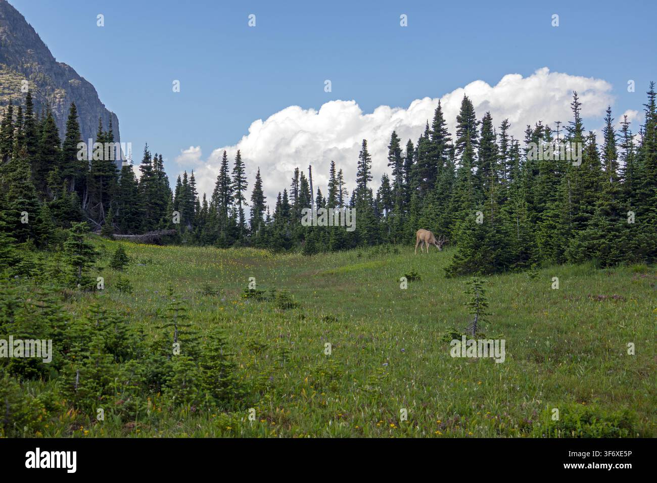 Cervo mula nel Parco Nazionale dei Glacier Foto Stock