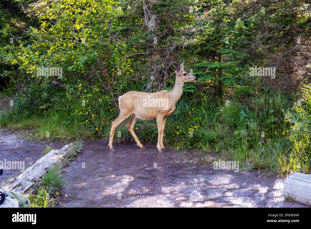 Cervi nel Parco Nazionale di Glacier Foto Stock